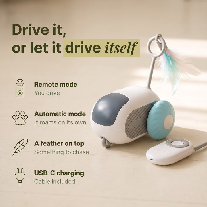 Smart Cat Car