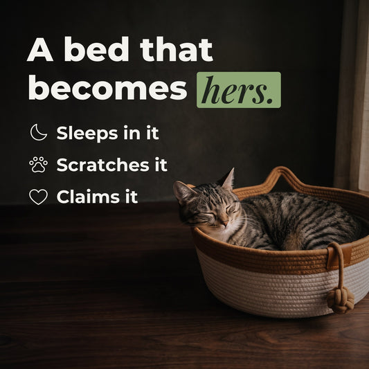 Tabby asleep in the woven rope basket — a bed that becomes hers