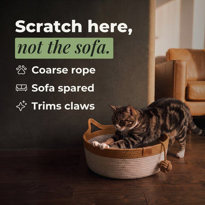 Cat scratching the basket rim, not the leather sofa behind it