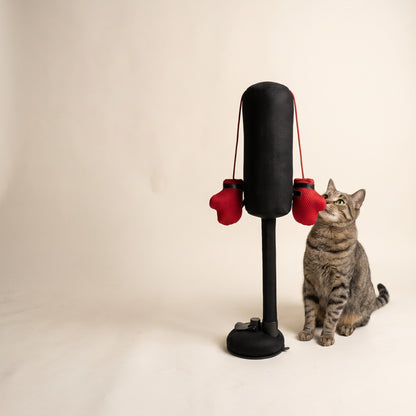studio-4-size-and-build